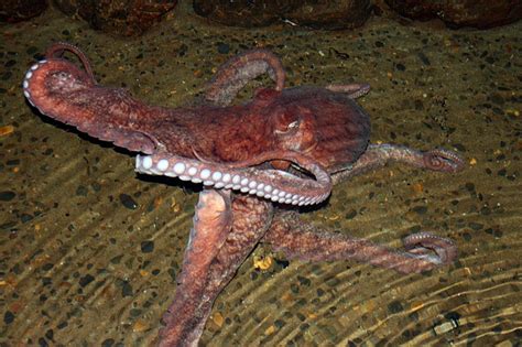 Squid Ink Pasta 的图像结果