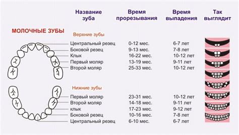Анатомия, функции, схема расположения, название зубов человека: клыки ...