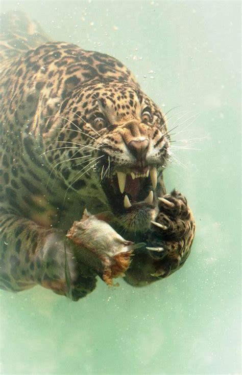 Leopard Swimming