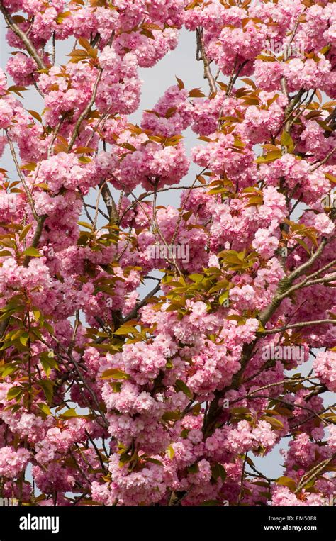 Cherry Tree 的图像结果