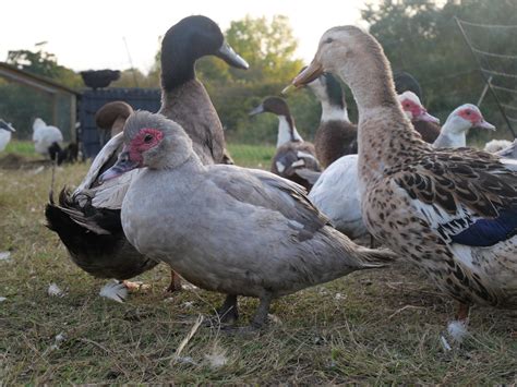 CAN DUCKS LIVE WITHOUT A POND? — Brimwood Farm