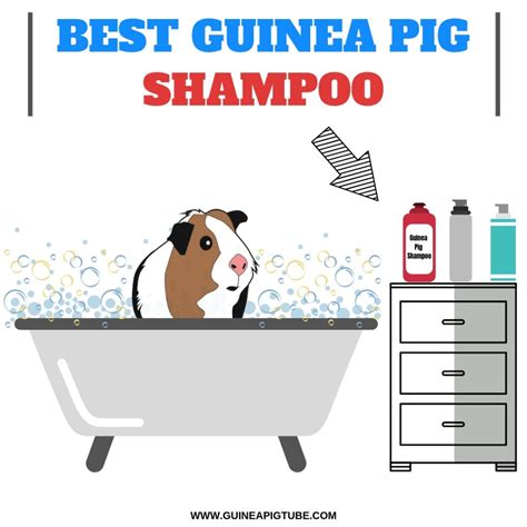 Best Guinea Pig Shampoo: A Helpful Guide - Guinea Pig Tube
