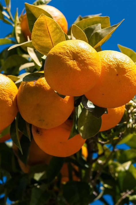 Spanish Oranges - History and Use - Clean Eating Kitchen