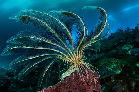 Antarctic Underwater Plants