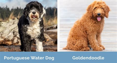 Portuguese Water Dog