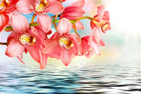 4K, Princess Michiko, Orchid, Closeup, Pink color, HD Wallpaper | Rare ...