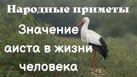 Значение аиста в жизни человека. Народные приметы. Приметы про аистов ...