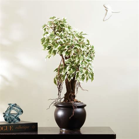 Ficus Whispers of Nature - 2 Feet Artificial Ficus Plant by La Muse ...