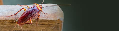 Cockroach Extermination Method 的图像结果