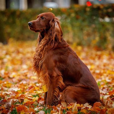 Red setter dog – Artofit