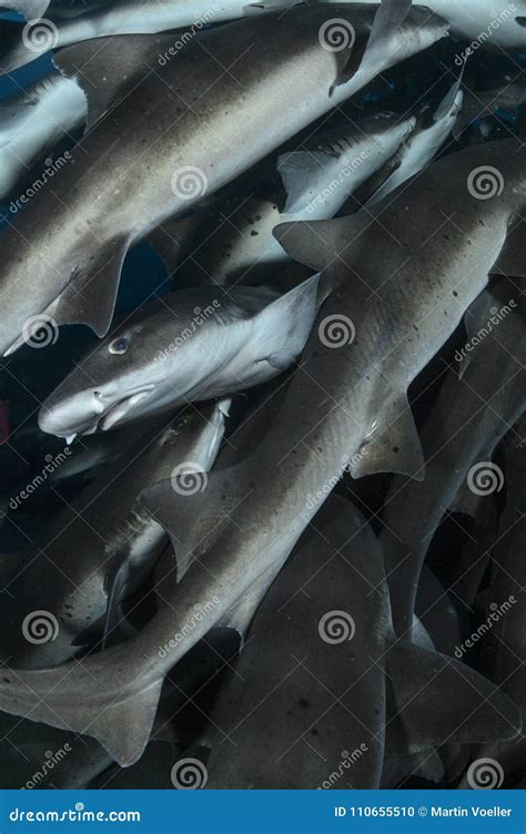School of Banded Hound Sharks in Japan Stock Photo - Image of teeth ...