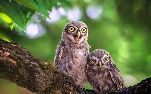 Image result for Super Cute Baby Owls