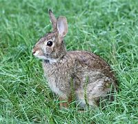 Image result for Cottontail Rabbit Cartoon