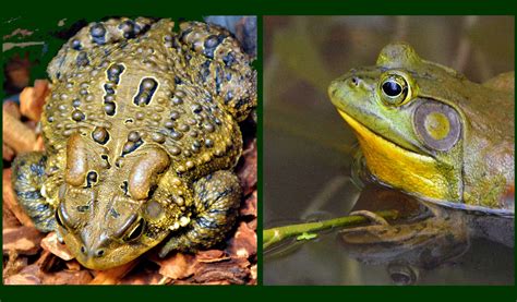 Difference Between Toads And Frogs