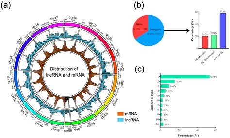 Genome-Wide Identification and Characterization of Long Non-Coding RNAs ...