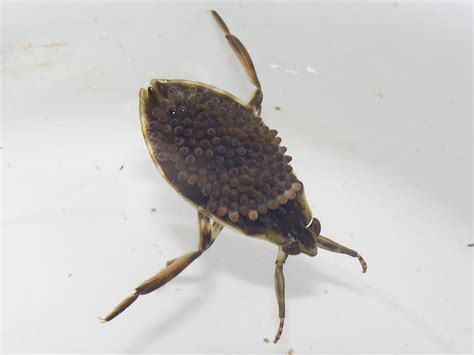 Blue Jay Barrens: Giant Water Bug