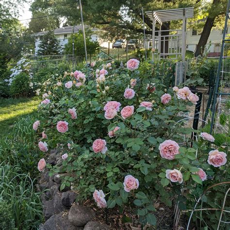 Rose 'Abraham Darby' last year in my Zone 5 garden - Madison, WI : r/Roses