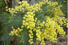 mimosa in vaso coltivare la mimosa in vaso buona festa delle donne mimosa in vaso coltivare la mimosa in vaso buona festa delle donne