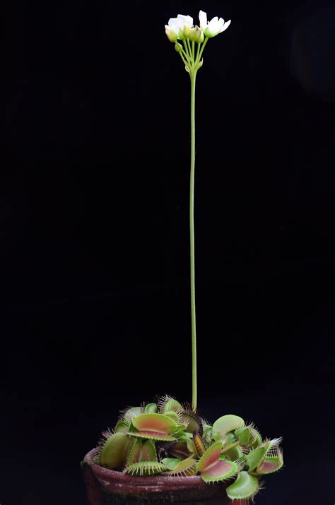 How Venus Flytraps Snap: Sophisticated Trapping Mechanism Revealed in New Research