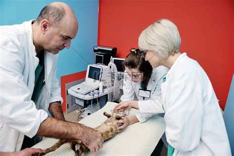 兽医宠物医生在他的动物诊所里抱着猫病人高清摄影大图-千库网