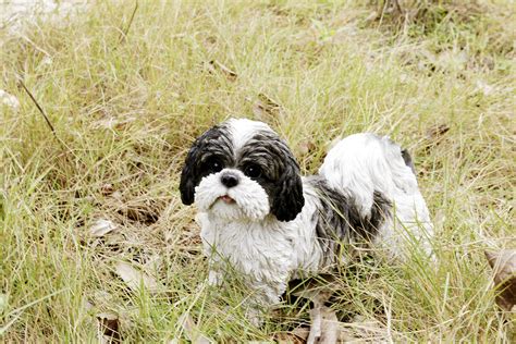 Black Shih Tzu