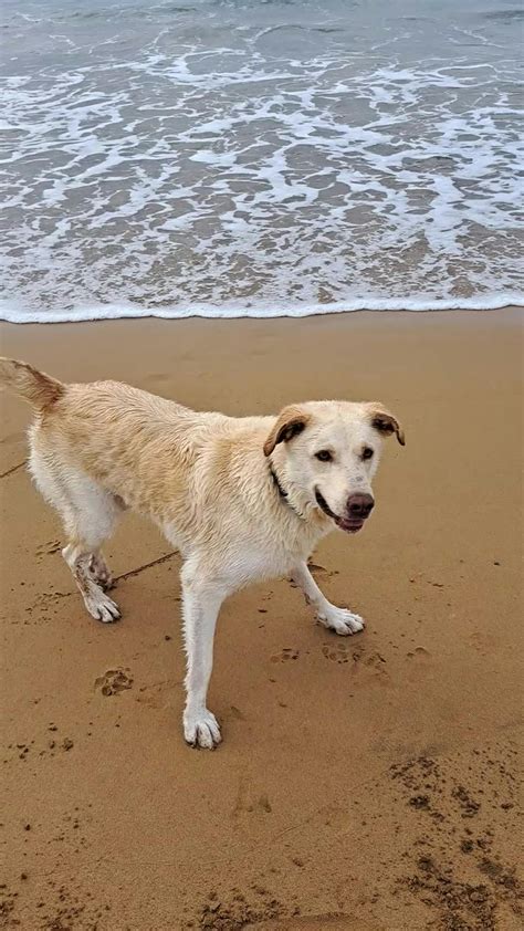 Dog+Knotting+Woman Videos, Download The BEST Free 4k Stock Video ...