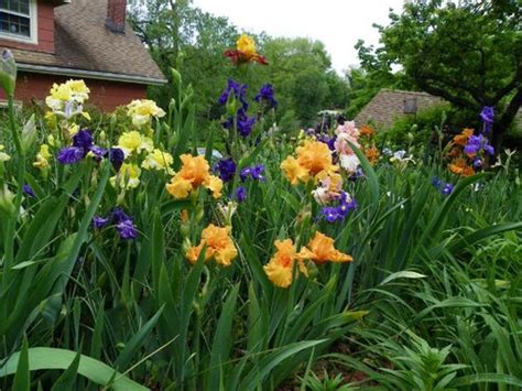 Image result for Iris Form Classification Example