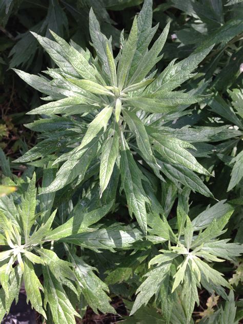 California Mugwort (Artemisia douglasiana) – First Distilled 1998 – Refugio Gardens Botanicals