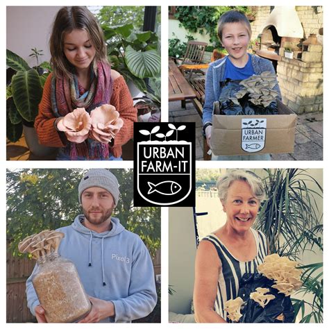 Urban Farm-It - XL Oyster Mushroom Growing Kits (Pink- Pleurotus djamor ...