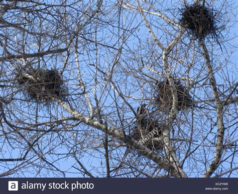 Crows Nests Stock Photos & Crows Nests Stock Images - Alamy