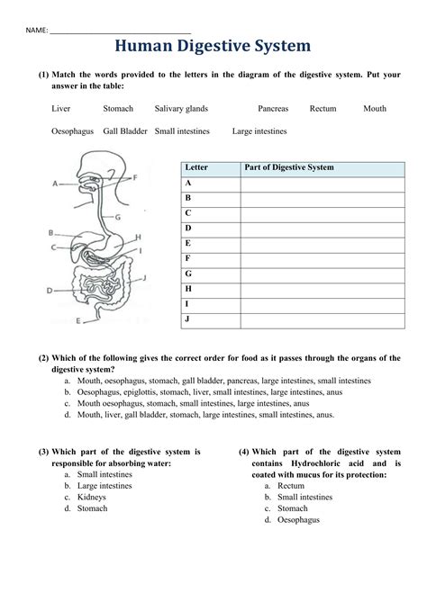 Digestive System