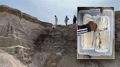 » Quarry workers just doing their jobs make prehistoric discovery in ...