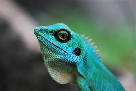 Symbolic Meaning of Lizards on Whats-Your-Sign.com