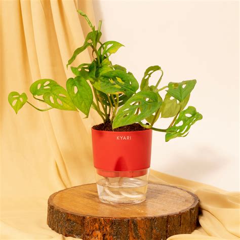 Zz Plant Online - Zamioculcas Zamiifolia Plant in India | Kyari – Kyari.co