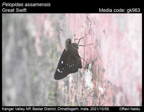 Pelopidas assamensis | Butterfly