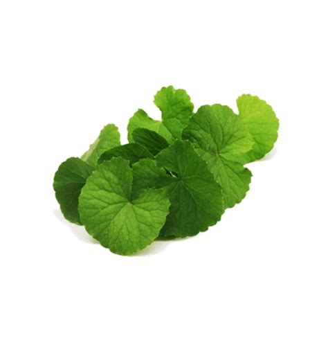 Buy Fresh Brahmi/Vallarai Leaves Online in Bangalore - Healthy Buddha