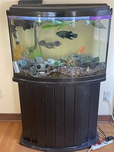 35 Gallon Fish Tank and Stand (and Cichlids) for Sale in Seattle, WA ...
