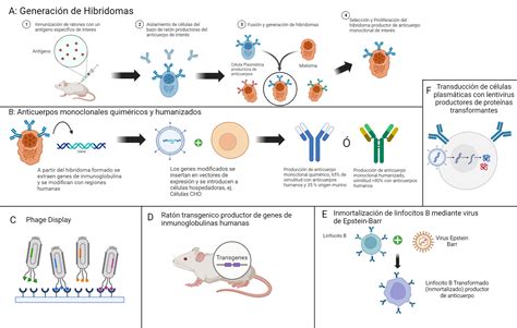 Monoclonal Antibodies Production | BioRender Science Templates