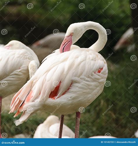 White Flamingo Bird