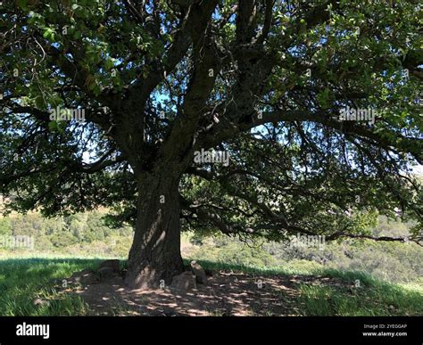 coast live oak (Quercus agrifolia Stock Photo - Alamy
