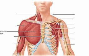 Image result for pectoralis