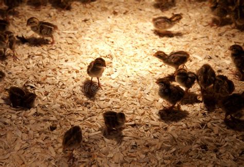 Image result for How to Brooder Quail Chicks