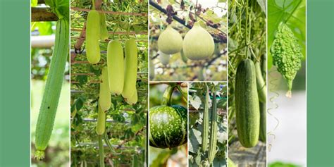 GROW HEALTHY & ORGANIC VINE VEGETABLES WITH GALWAY KRISHAM!