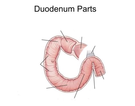 Image result for Duodenum Part