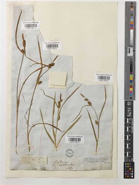 Carex oederi var. oederi | Plants of the World Online | Kew Science