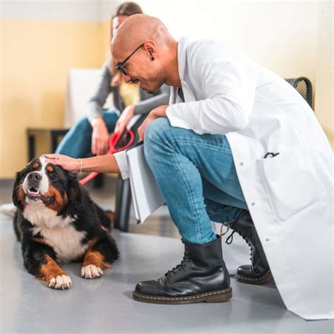 Choosing the Best Animal Hospital In New Market, Maryland