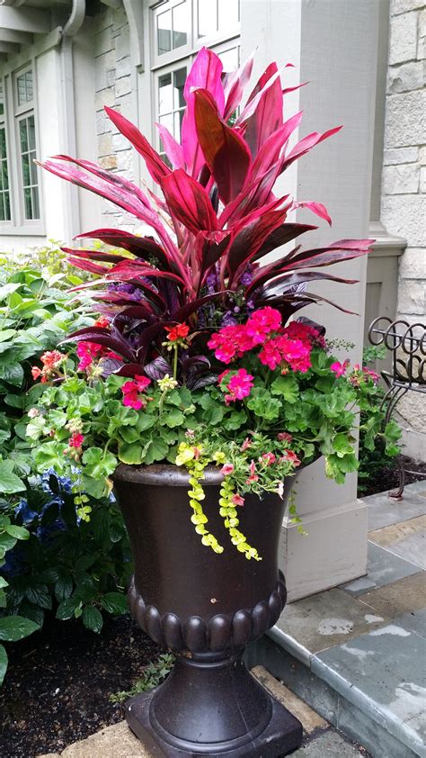 Easy Perennial Flowers To Grow In Pots