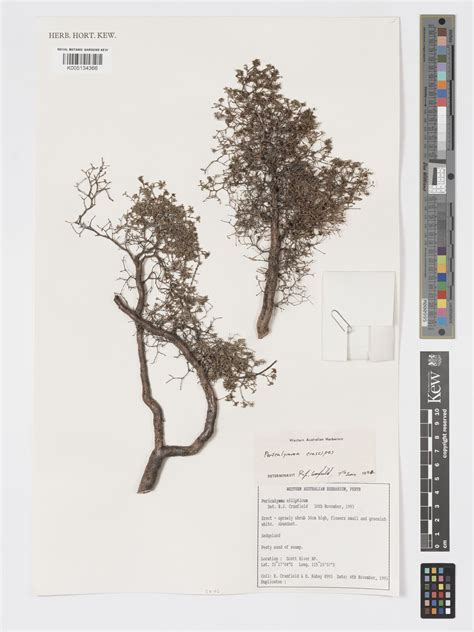 Pericalymma (Endl.) Endl. | Plants of the World Online | Kew Science