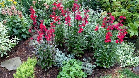 Cardinal Flower Perennial