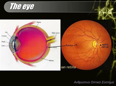 Human Visual System 的图像结果